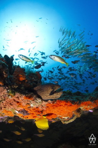 In a way an over under of a section of reef found at "Doo... by Allen Walker 